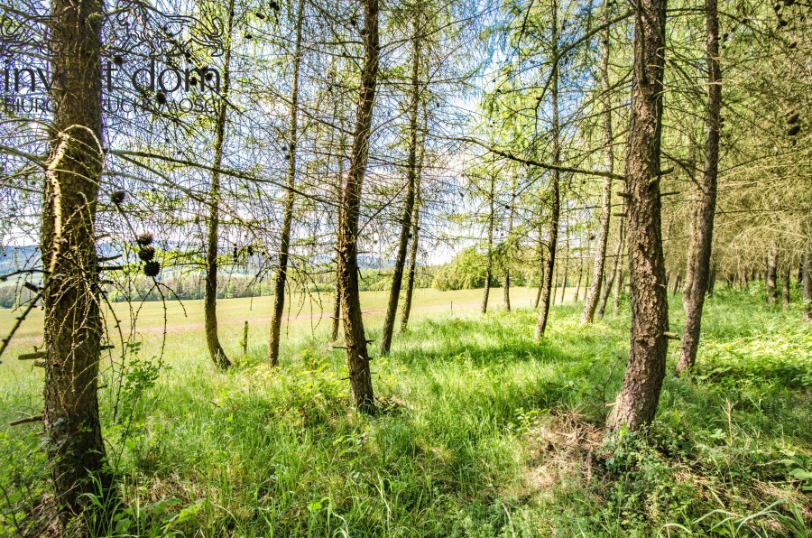 gorlicki, Uście Gorlickie, Brunary, małopolskie, Dojrzewający drzewostan na wzniesieniach sołectwa Brunary!