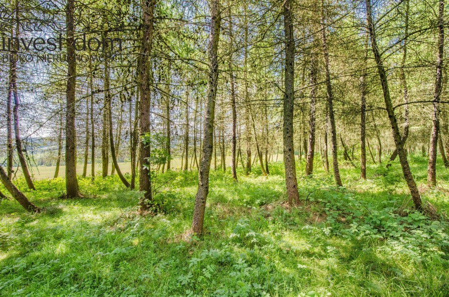 gorlicki, Uście Gorlickie, Brunary, małopolskie, Dojrzewający drzewostan na wzniesieniach sołectwa Brunary!