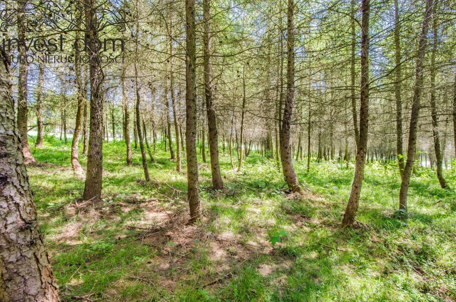 gorlicki, Uście Gorlickie, Brunary, małopolskie, Dojrzewający drzewostan na wzniesieniach sołectwa Brunary!