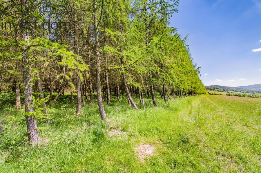 gorlicki, Uście Gorlickie, Brunary, małopolskie, Dojrzewający drzewostan na wzniesieniach sołectwa Brunary!