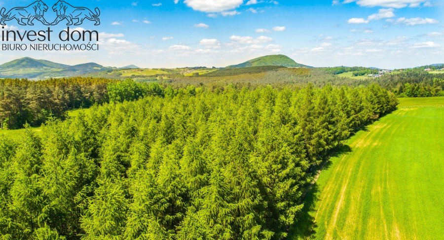 gorlicki, Uście Gorlickie, Brunary, małopolskie, Dojrzewający drzewostan na wzniesieniach sołectwa Brunary!